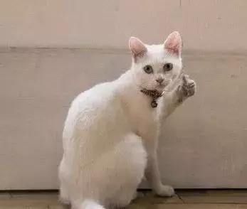 中国游戏的寒冬，只有《贪玩蓝月》活得很好