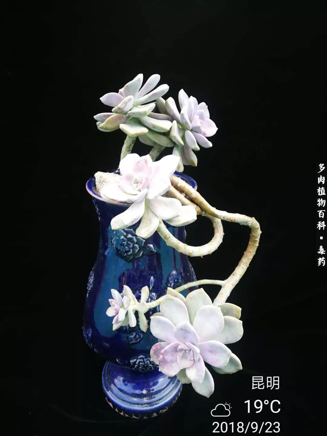 清茶淡话悟人生，一园美肉品生活！