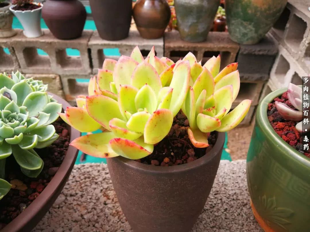 清茶淡话悟人生，一园美肉品生活！