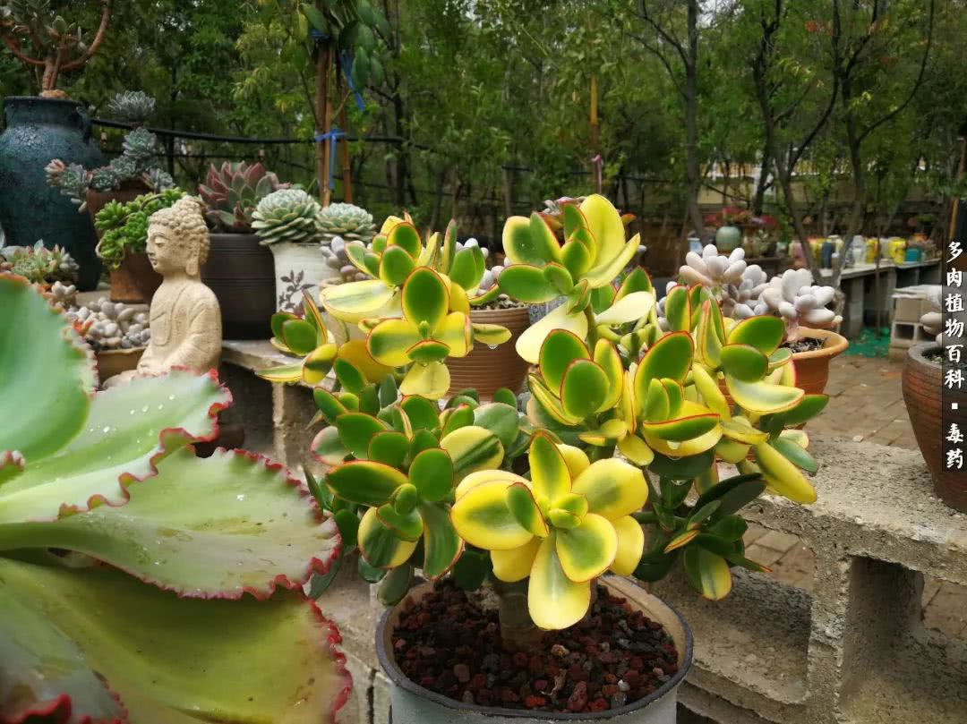 清茶淡话悟人生，一园美肉品生活！