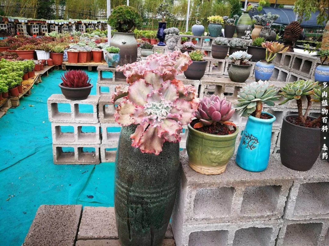 清茶淡话悟人生，一园美肉品生活！