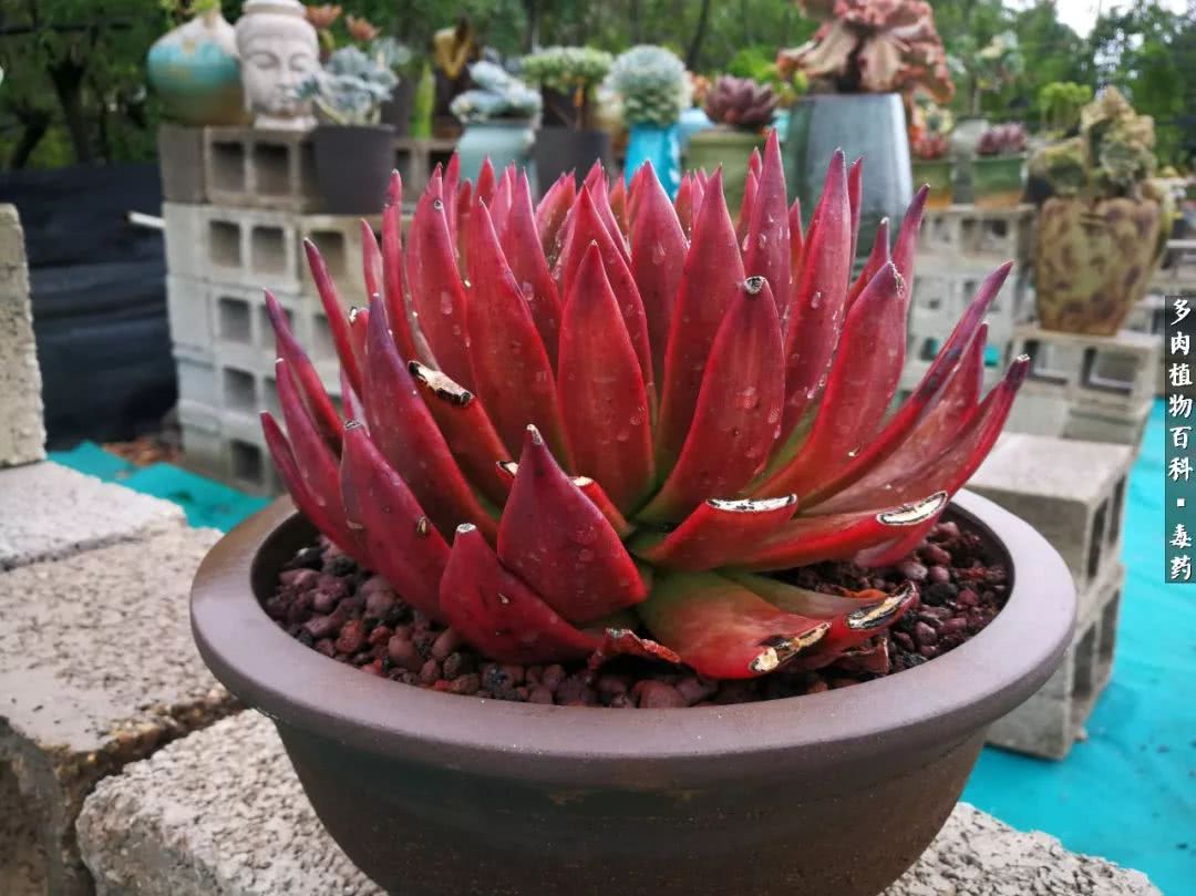 清茶淡话悟人生，一园美肉品生活！