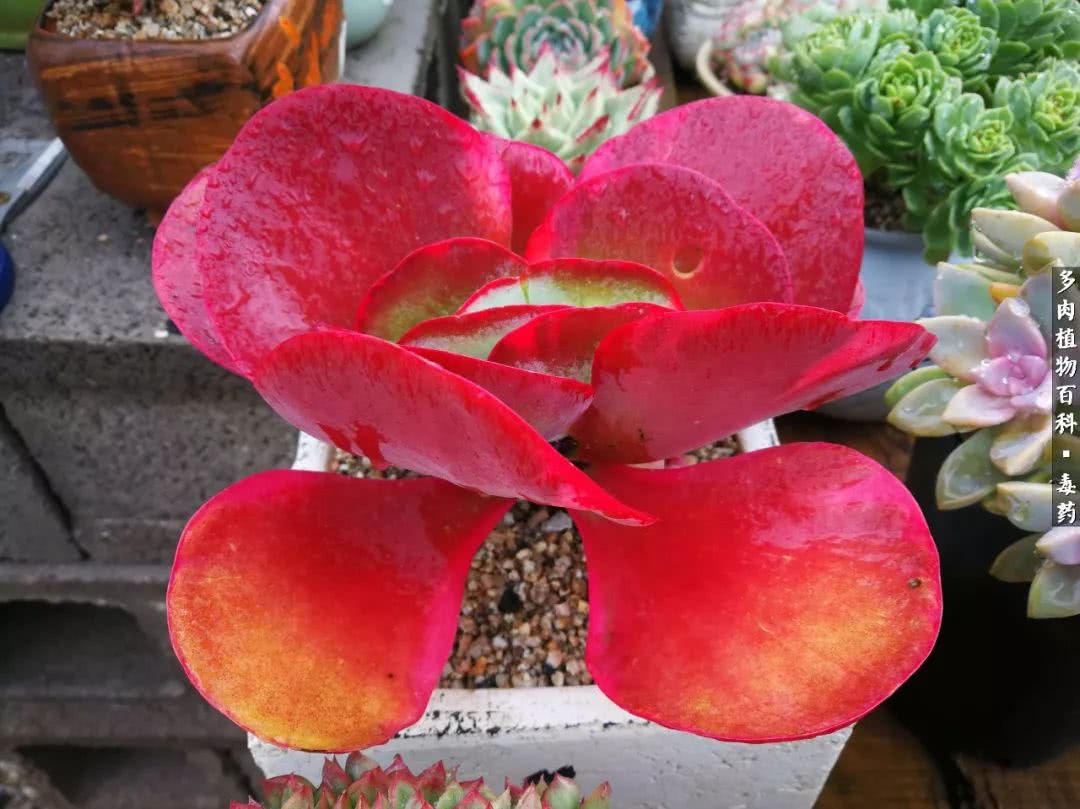 清茶淡话悟人生，一园美肉品生活！