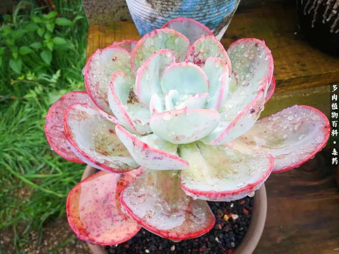 清茶淡话悟人生，一园美肉品生活！