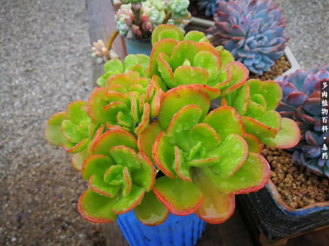 清茶淡话悟人生，一园美肉品生活！