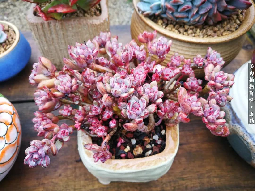 清茶淡话悟人生，一园美肉品生活！