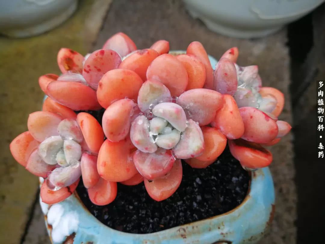 清茶淡话悟人生，一园美肉品生活！