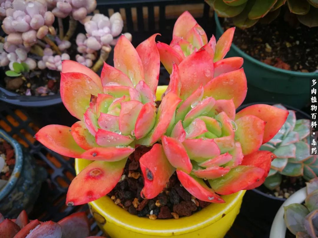 清茶淡话悟人生，一园美肉品生活！