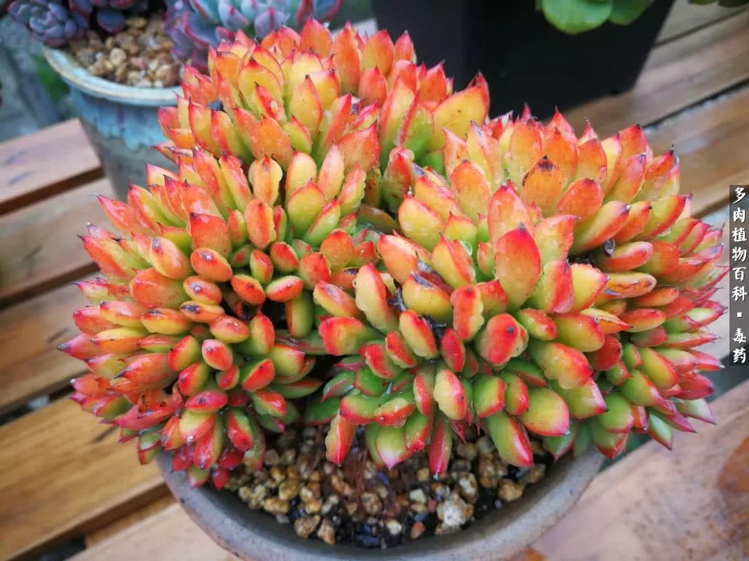 清茶淡话悟人生，一园美肉品生活！