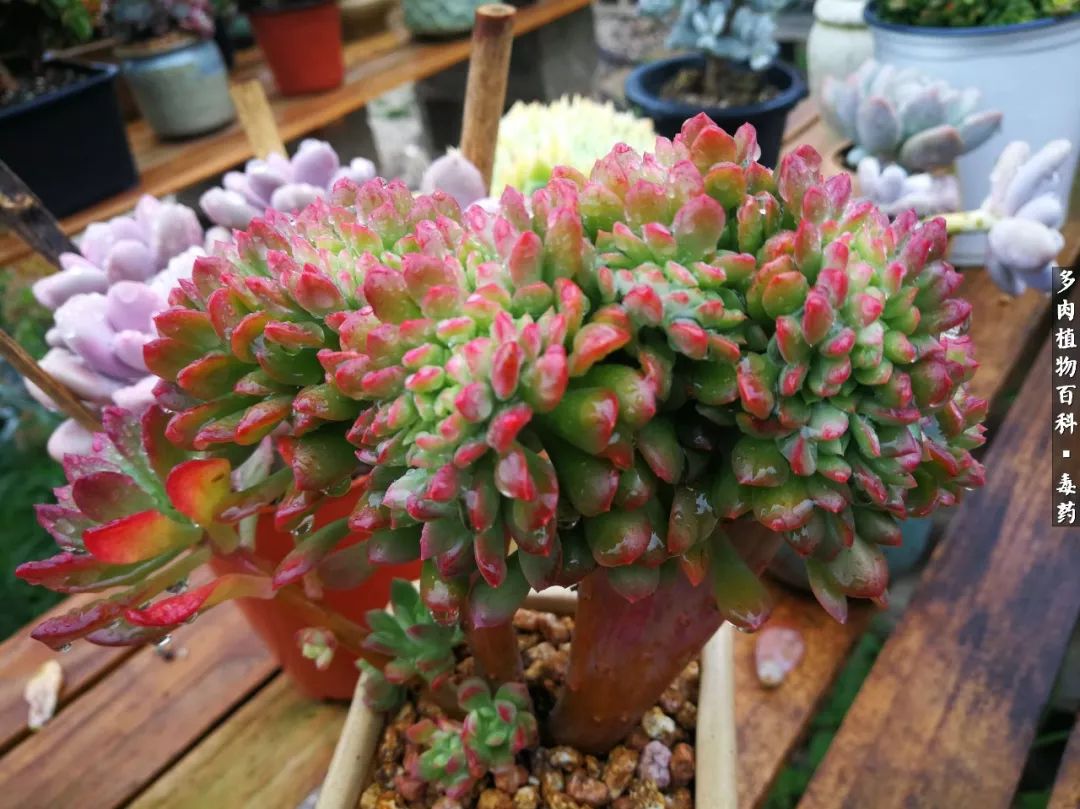 清茶淡话悟人生，一园美肉品生活！