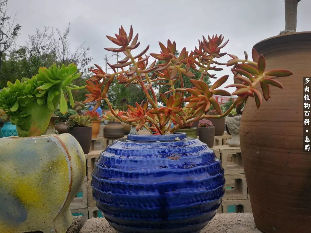 清茶淡话悟人生，一园美肉品生活！