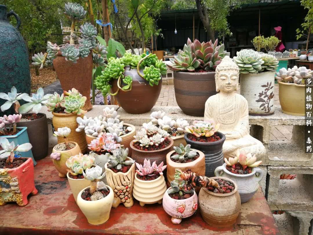 清茶淡话悟人生，一园美肉品生活！