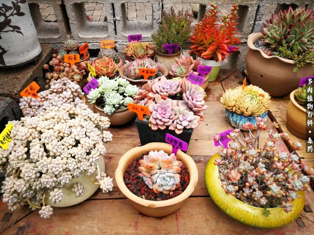 清茶淡话悟人生，一园美肉品生活！