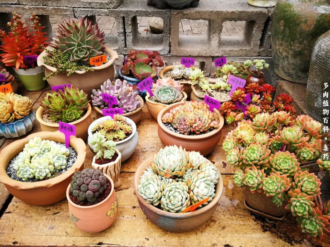 清茶淡话悟人生，一园美肉品生活！