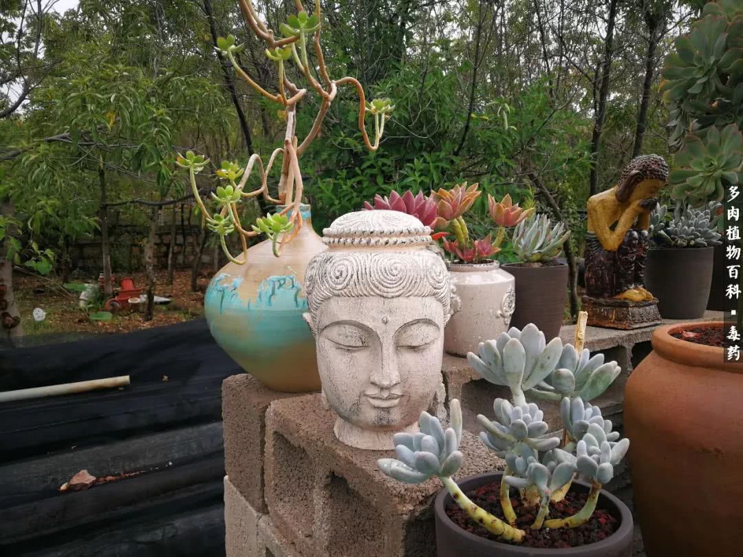 清茶淡话悟人生，一园美肉品生活！