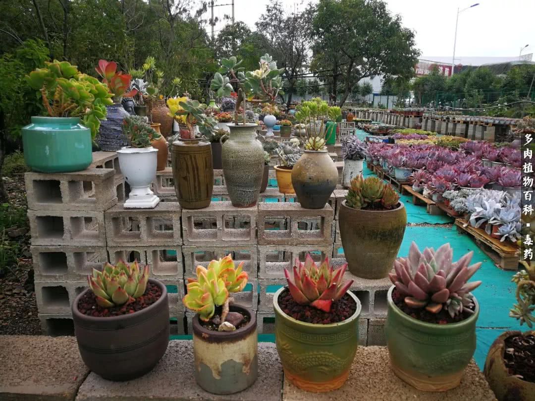 清茶淡话悟人生，一园美肉品生活！