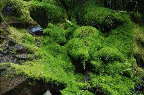 地球上最原始最古老的植物群落,盘点地球上10大最神奇的古老植物