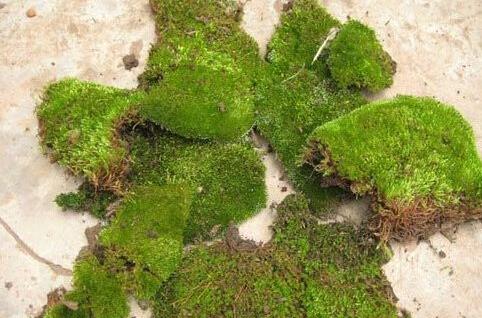 地球上最原始最古老的植物群落,盘点地球上10大最神奇的古老植物