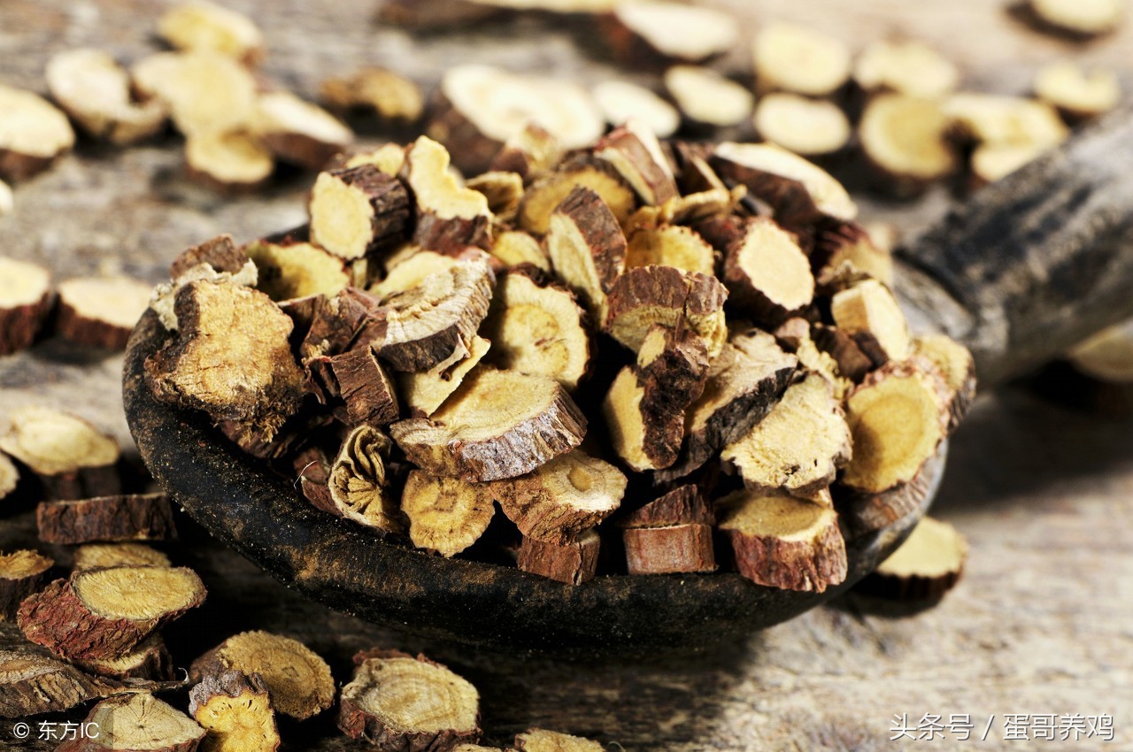 养鸡常用的五种中草药配方表,养鸡经常用到的几种中药