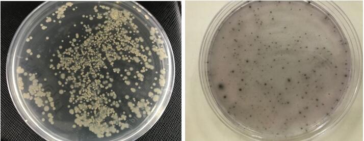 举足轻重的小生命和“生锈”的联系，微生物如何吃掉金属