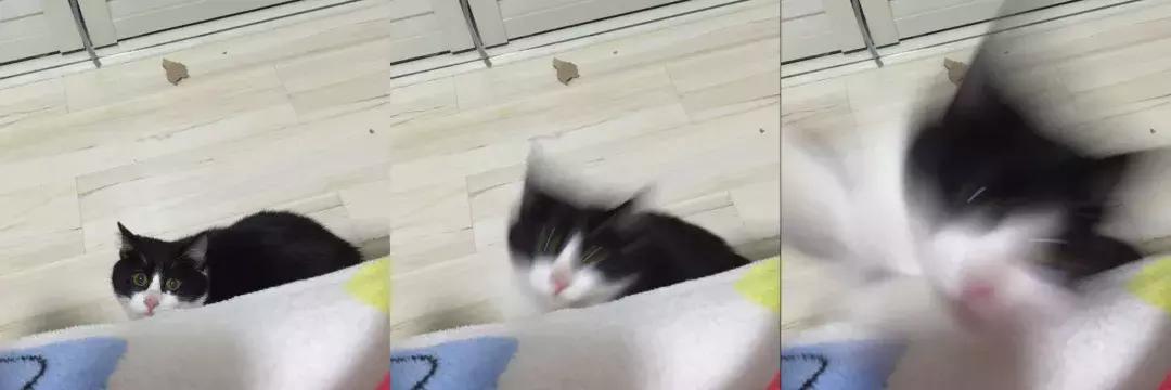 福懋动物医院好不好,福懋动物医院有疫苗打吗