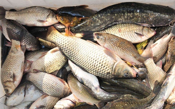 刚入秋河里野钓用蚯蚓饵怎样,冬季野钓最强商品饵