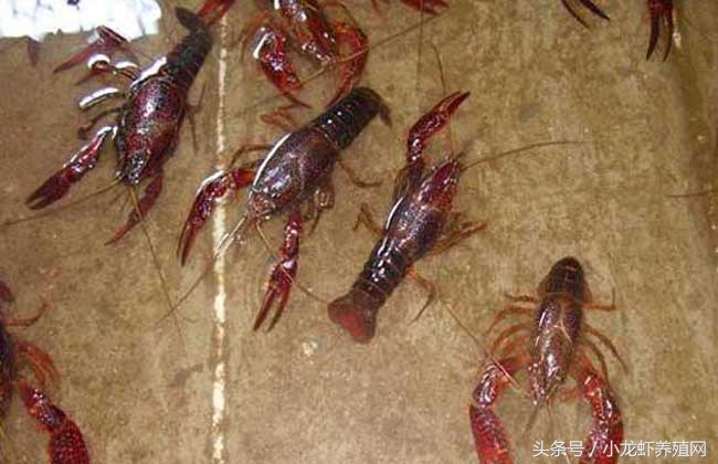 十月底稻虾田肥水管理,金秋10月稻田