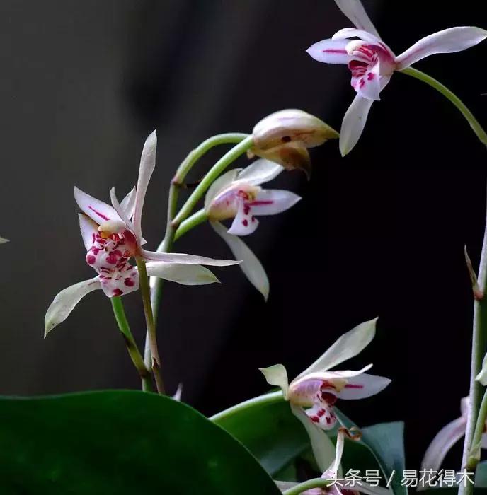 什么兰花叶子是兔耳兰,最值得推荐的寒兰兰花品种