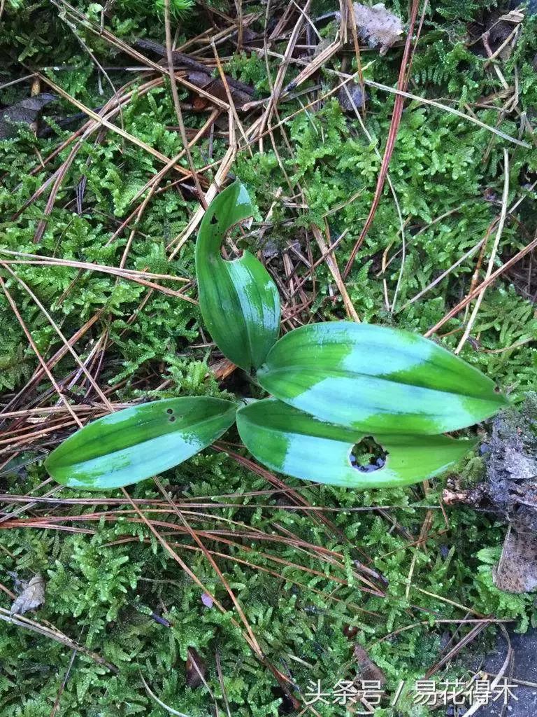 什么兰花叶子是兔耳兰,最值得推荐的寒兰兰花品种