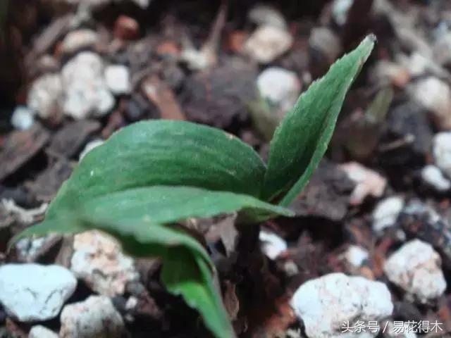 什么兰花叶子是兔耳兰,最值得推荐的寒兰兰花品种