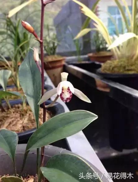 什么兰花叶子是兔耳兰,最值得推荐的寒兰兰花品种