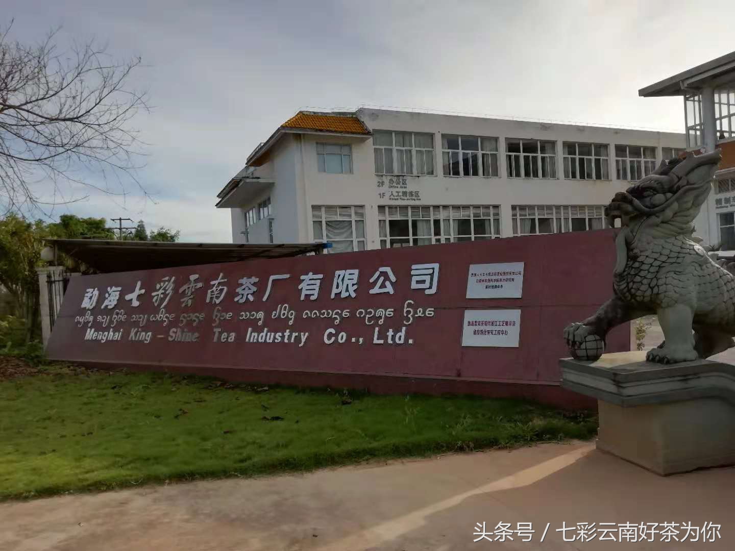 七彩云南经典茶,七彩云南普洱茶制作过程