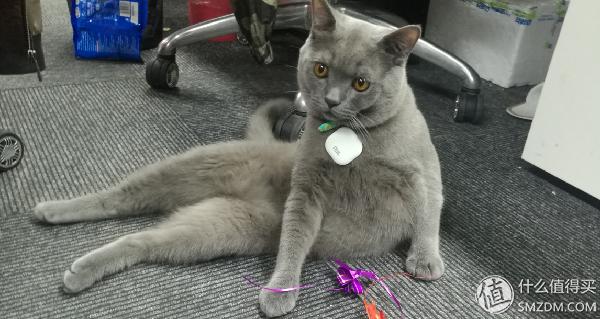 去除蟑螂等害虫的小妙招,小强虫子出现后怎样消灭