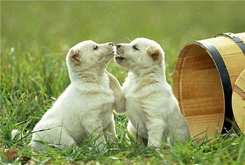 狗狗怀孕的5大症状该怎么照顾,狗狗怀孕了主人需要怎么喂养