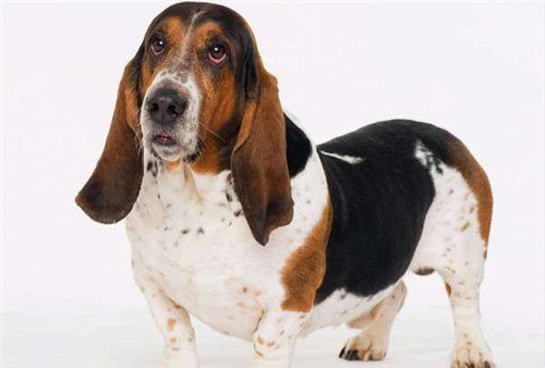 狗狗怀孕的5大症状该怎么照顾,狗狗怀孕了主人需要怎么喂养