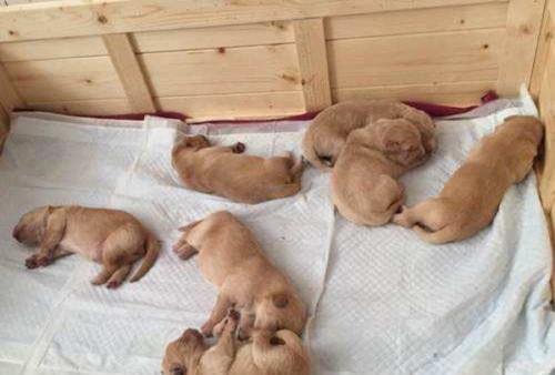 狗狗怀孕的5大症状该怎么照顾,狗狗怀孕了主人需要怎么喂养