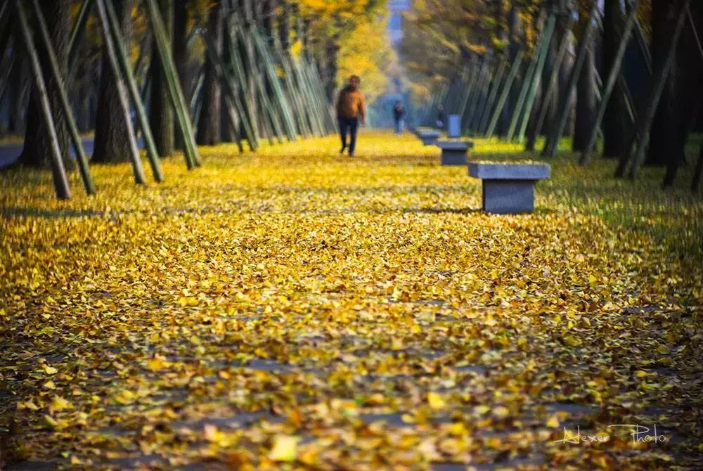 最佳银杏观赏地是哪儿,银杏观赏地点在哪里