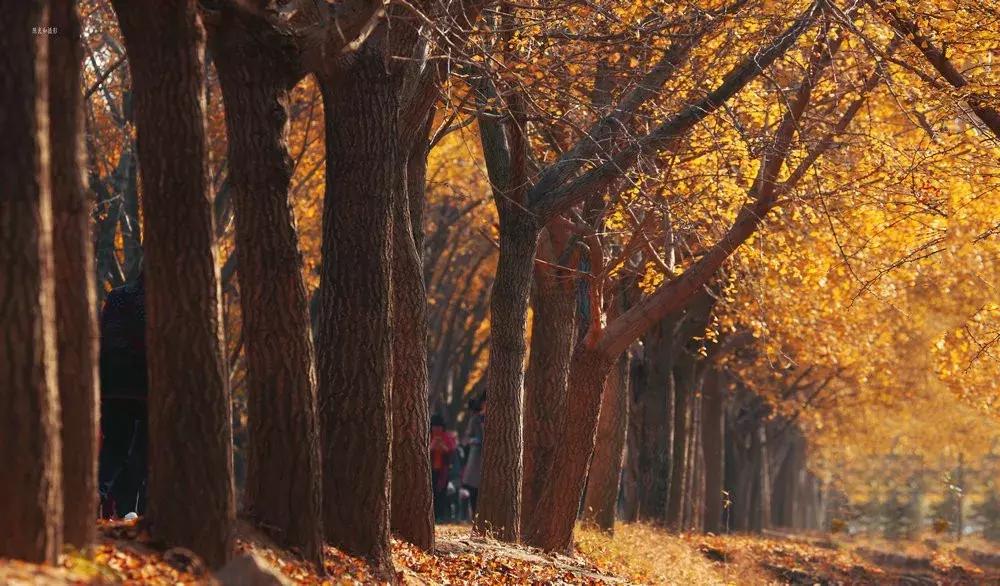 最佳银杏观赏地是哪儿,银杏观赏地点在哪里