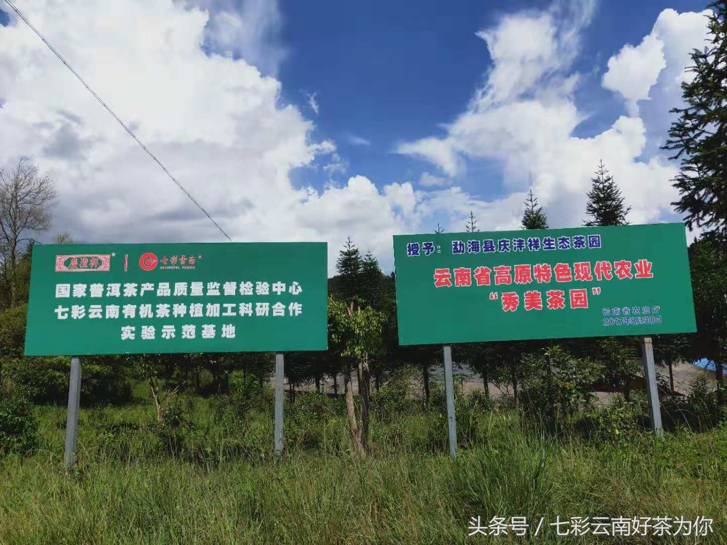 七彩云南经典茶,七彩云南普洱茶制作过程