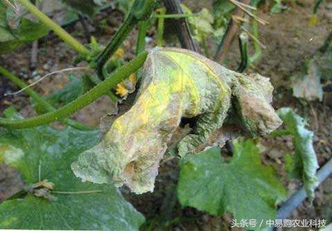 阳台种黄瓜常见虫害及防治方法,4月黄瓜幼苗期怎么预防虫害