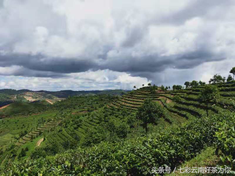 七彩云南经典茶,七彩云南普洱茶制作过程
