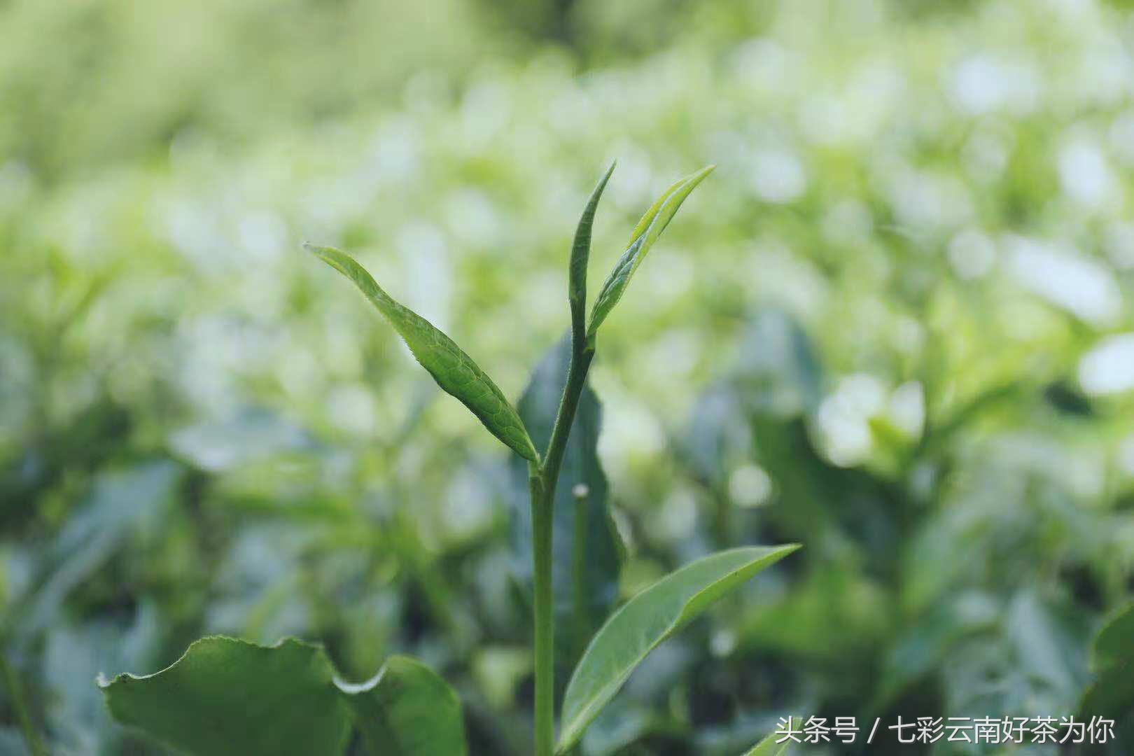七彩云南经典茶,七彩云南普洱茶制作过程