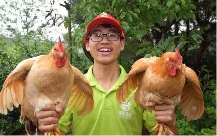 90后返乡创业养鸡1万多只,返乡养鸡创业带富一方乡邻