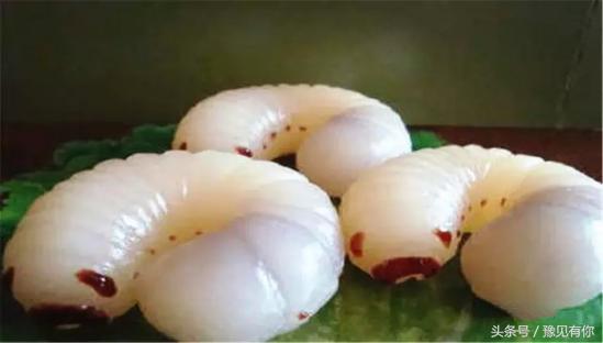 大象屎能吃不,大象粪便里还有人能吃的东西