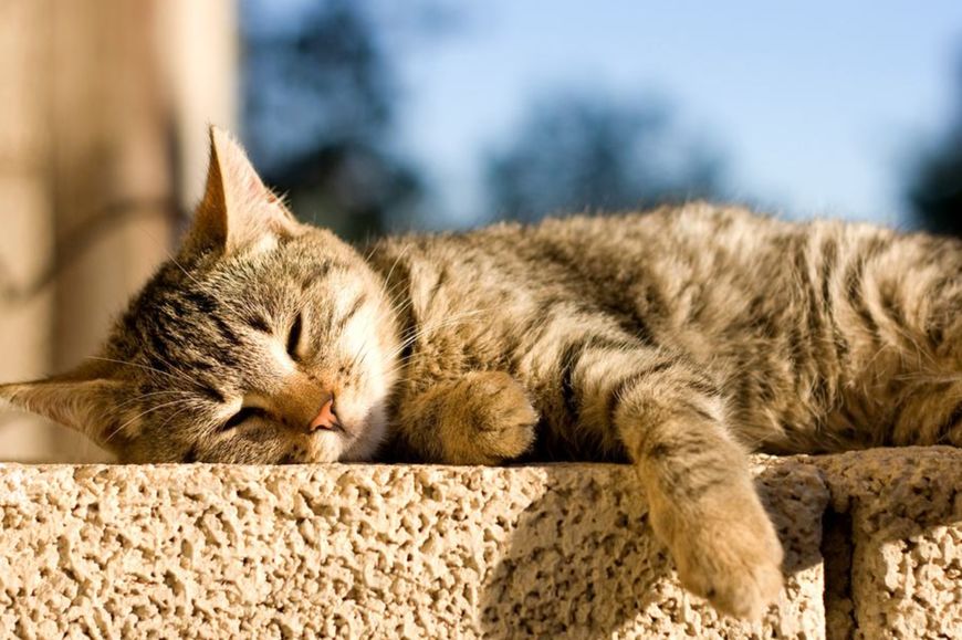 养猫本来就十分考验铲屎官,养猫很费钱听听各位铲屎官怎么说