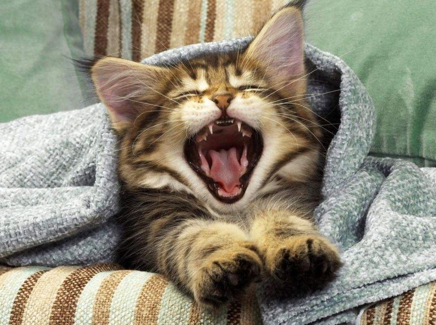 养猫本来就十分考验铲屎官,养猫很费钱听听各位铲屎官怎么说