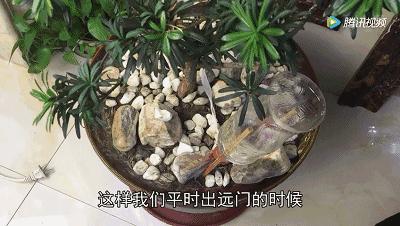 养花必备神器推荐图,养花万能神器怎么用
