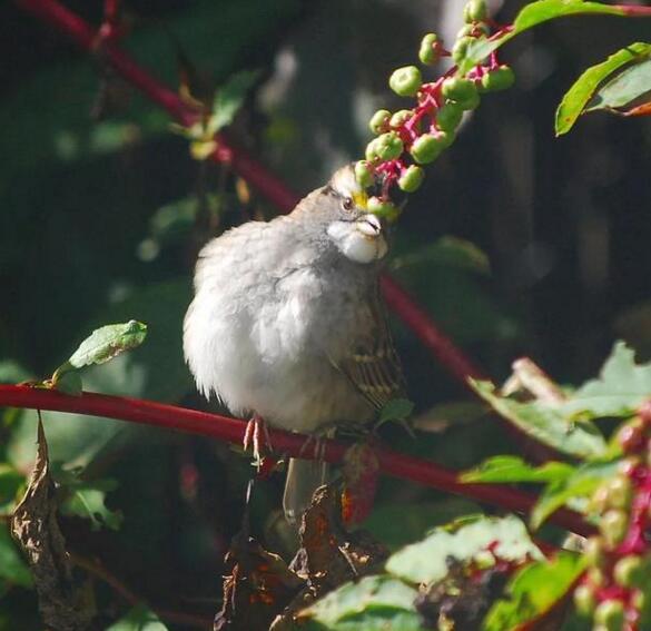 北京农村小时候吃的野果叫紫葡萄,像小紫葡萄样的野果是什么