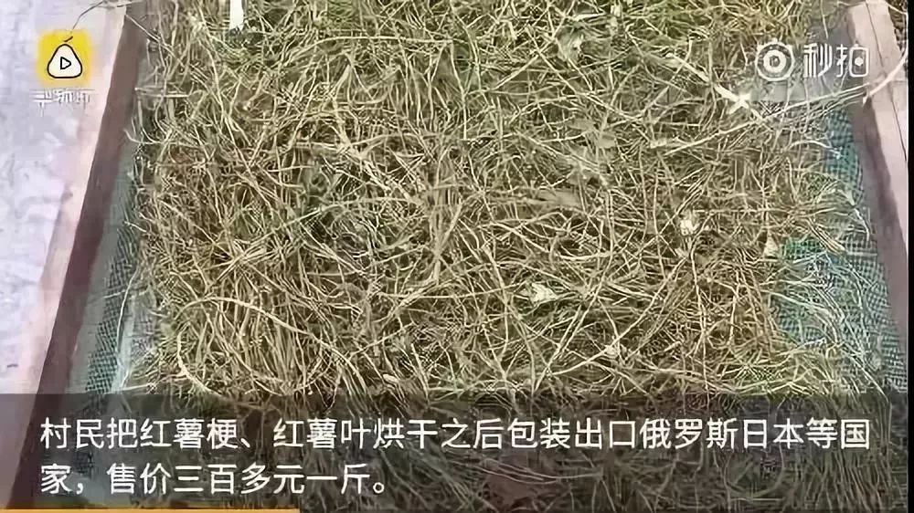 乐山卖一百多的菜,乐山乡村菜