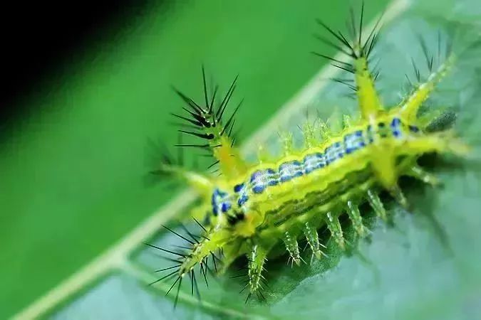 乐山卖一百多的菜,乐山乡村菜